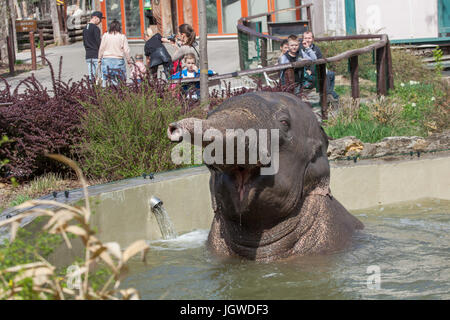 Besucher sehen wie die asiatischen Elefanten (Elephas Maximus), Baden im Budapester Zoo in Budapest, Ungarn. Stockfoto