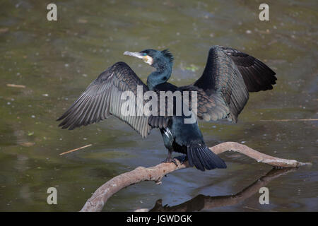 Kormoran (Phalacrocorax Carbo), auch bekannt als der schwarze Kormoran. Stockfoto