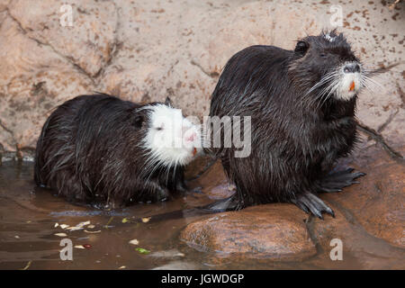 Nutrias (Biber brummeln), auch bekannt als der Fluss Ratte oder Nutria. Stockfoto
