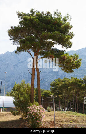 MAKARSKA RIVIERA, Kroatien - 20. Juni 2017: hohe immergrüne Tanne wachsen in den grünen Park. Schlank und hoch Kiefer in der Stadt-Sinne Stockfoto