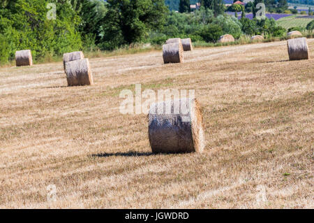 Champs et Stimmzettel de Foin einem Sault Vaucluse Provence 84 Stockfoto