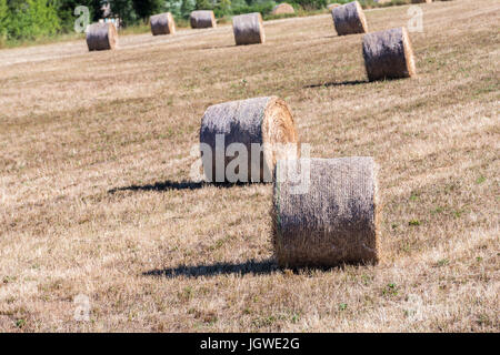 Champs et Stimmzettel de Foin einem Sault Vaucluse Provence 84 Stockfoto