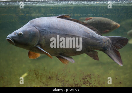 Spiegelkarpfen (Cyprinus Carpio Carpio). Stockfoto