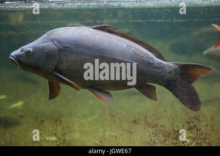 Spiegelkarpfen (Cyprinus Carpio Carpio). Stockfoto