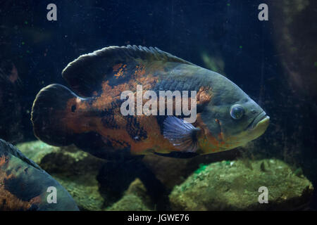 Oscar (Astronotus Ocellatus) Fisch. Tropische Süßwasserfische. Stockfoto