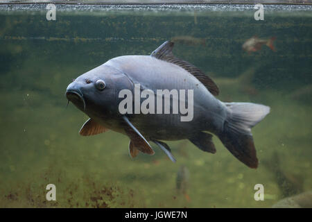 Spiegelkarpfen (Cyprinus Carpio Carpio). Stockfoto