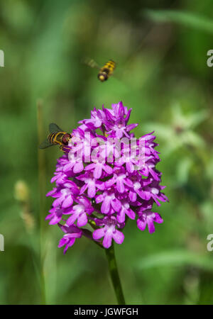 Blühende Pyramiden-Orchidee (Anacamptis Pyramidalis) mit einem Hoverfly (Syrphidae, Blume fliegen, fliegen Syrphid) ernähren sich von Nektar. Juli, Shropshire, UK Stockfoto