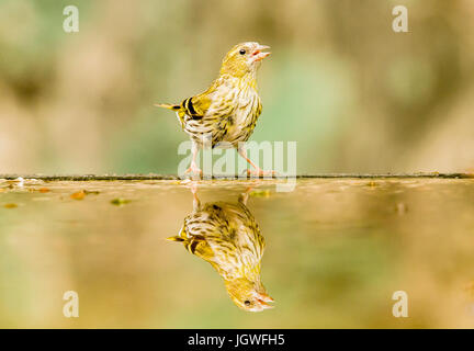 Starling auf Nahrungssuche Stockfoto