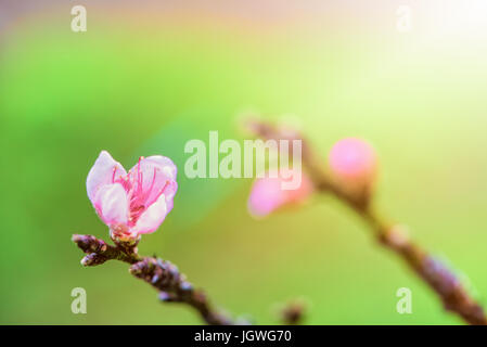 Nahaufnahme von kleinen rosa Blüte von Peach oder Prunus Persica blühen auf dem Baum mit Sonnenlicht im Frühjahr Hintergrund Stockfoto