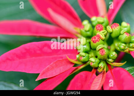 Close-up Top rote Blätter und Blume der Weihnachtsstern oder Euphorbia Pulcherrima Stockfoto