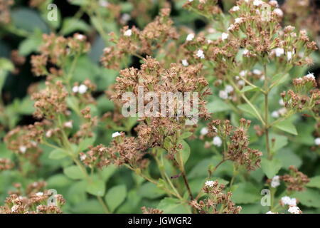 Nahaufnahme Makro von getrockneten Blumen süße Pflanze Stevia rebaudiana Stockfoto