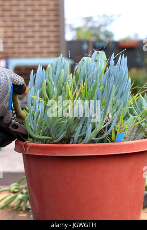 Blue Chalk Sticks saftig oder bekannt als Senecio Mandraliscae, blaue Finger Sukkulenten Stockfoto