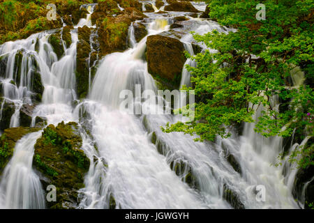 UK Wales Snowdonia schlucken Wasserfälle Frühling 2017. Schlucken Sie fällt an Betws y Coed, Gwynedd, Wales Stockfoto