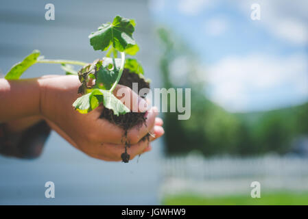 Eines Kindes Hände halten eine Pflanze mit Boden unter ihm. Stockfoto