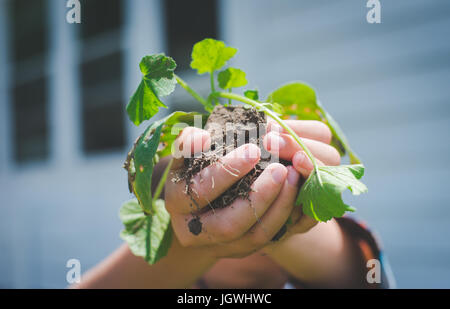 Eines Kindes Hände halten eine Pflanze mit Boden unter ihm. Stockfoto