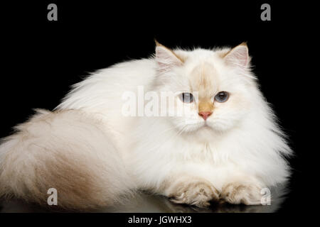 Pelzigen britische Katze weiße Farbe auf isolierte schwarzer Hintergrund Stockfoto
