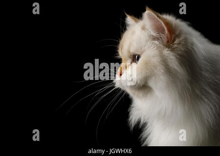 Pelzigen britische Katze weiße Farbe auf isolierte schwarzer Hintergrund Stockfoto