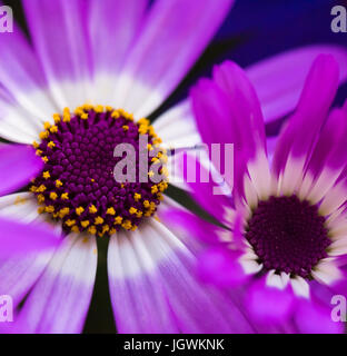 Floral Farbe Makro Porträtgemälde eines Paares von violett rosa blühende Margerite Blüten auf blauem Hintergrund Stockfoto