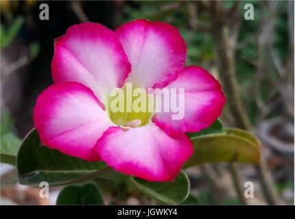 Rosa Wüste Rose, Impala-Lilie, rosa Bignonia, Mock Azalee oder Adenium Obesum (Fosk.) Roem. & Schult Stockfoto