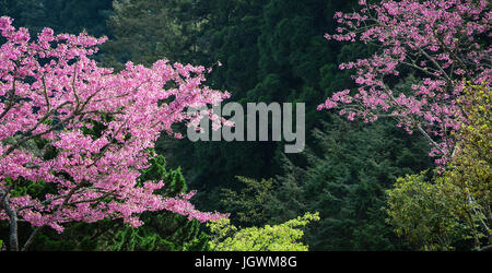 Kiefernwald mit Kirschenblüten am sonnigen Tag im Frühling. Stockfoto