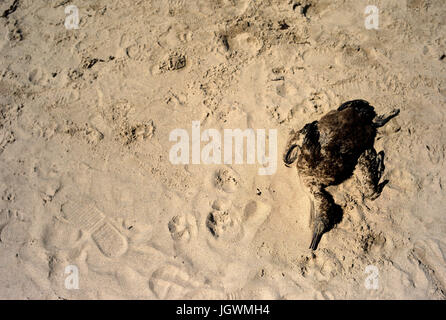 Toten Kormoran am Strand von North Berwick, Scotland Stockfoto