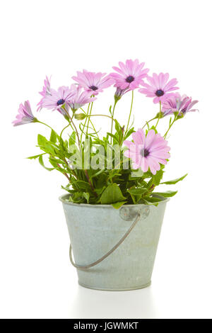 lila Africn Daisy Blumen Topfpflanzen in Zinn Buket, isoliert auf weißem Hintergrund Stockfoto