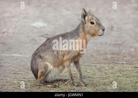 Patagonische Mara (Dolichotis Patagonum), auch bekannt als der patagonischen Cavia. Stockfoto