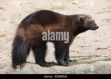 Vielfraß (Gulo Gulo), auch bekannt als der Vielfraß. Stockfoto