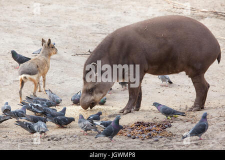 Südamerikanische Tapir (Tapirus Terrestris) und patagonischen Mara (Dolichotis Patagonum) im Zoo von Budapest in Budapest, Ungarn. Stockfoto