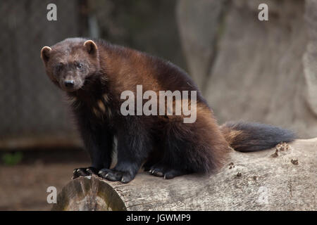 Vielfraß (Gulo Gulo), auch bekannt als der Vielfraß. Stockfoto