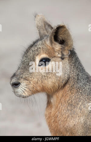 Patagonische Mara (Dolichotis Patagonum), auch bekannt als der patagonischen Cavia. Stockfoto