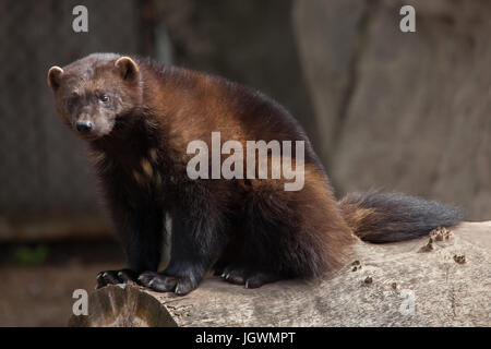 Vielfraß (Gulo Gulo), auch bekannt als der Vielfraß. Stockfoto