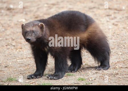 Vielfraß (Gulo Gulo), auch bekannt als der Vielfraß. Stockfoto