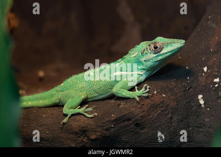 Ritter Anole (Anolis Equestris), auch bekannt als die kubanischen Ritter Anole. Stockfoto