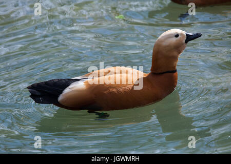 Ruddy Brandgans (Tadorna Ferruginea), auch bekannt als die Brahminy Ente. Stockfoto