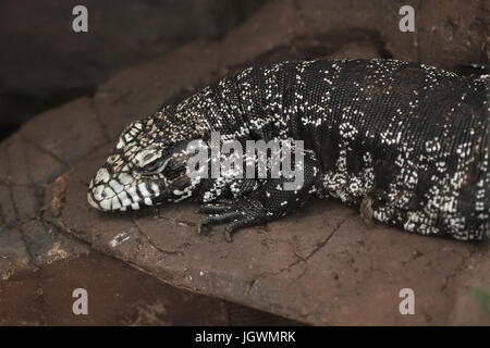 Argentinische schwarz-weiß Teju (Salvator Merianae), auch bekannt als die argentinischen Riesen Teju. Stockfoto