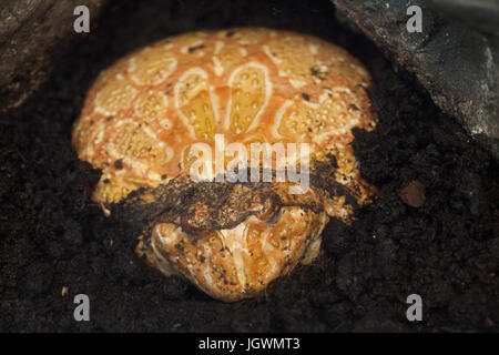 Argentinische gehörnten Frosch (Ceratophrys Ornata), auch bekannt als der argentinischen weit in den Mund genommen Frosch oder verzierten Pacman Frog. Stockfoto