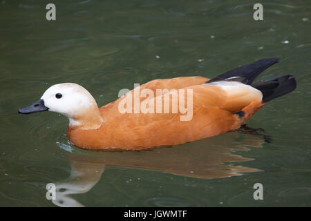 Ruddy Brandgans (Tadorna Ferruginea), auch bekannt als die Brahminy Ente. Stockfoto