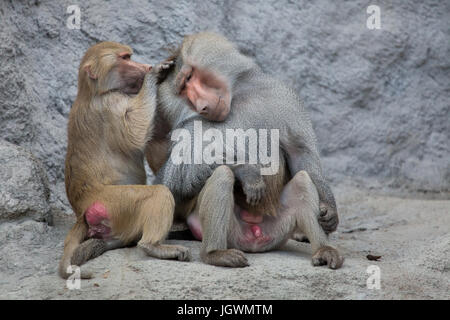 Hamadryas Pavian (Papio Hamadryas). Tier, wildes Leben. Stockfoto