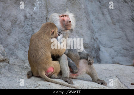 Hamadryas Pavian (Papio Hamadryas). Tier, wildes Leben. Stockfoto