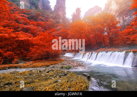 Wasserfall im goldenen Peitsche Stream in Zhangjiajie National Forest Park, Hunan, China. Stockfoto