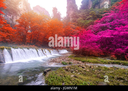 Wasserfall im goldenen Peitsche Stream in Zhangjiajie National Forest Park, Hunan, China. Stockfoto