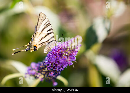 Swallow Tail Schmetterling auf buddliea Stockfoto