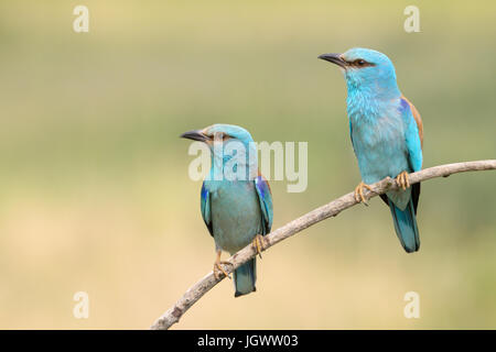 Zwei Erwachsene Blauracke (Coracias Garrulus), hocken auf einem Ast, Hortobagy Nationalpark, Ungarn. Stockfoto