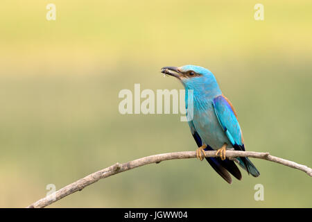 Blauracke (Coracias Garrulus) Erwachsenen, hocken auf einem Ast mit Insekten, Hortobagy Nationalpark, Ungarn. Stockfoto