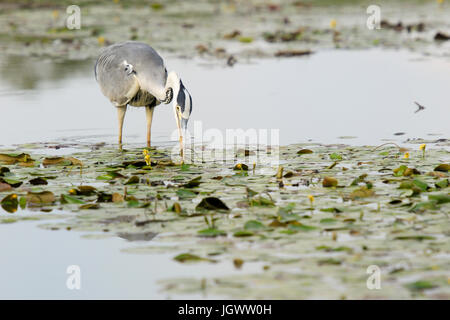 Graureiher (Ardea Herodias) Jagd Fisch im Wasser, Hortobagy Nationalpark, Ungarn. Stockfoto