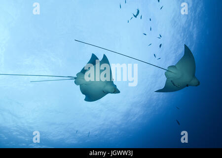 Adlerrochen (Aetobatus Narinari) gesichtet, unter Wasser zu sehen, Cancun, Mexiko Stockfoto