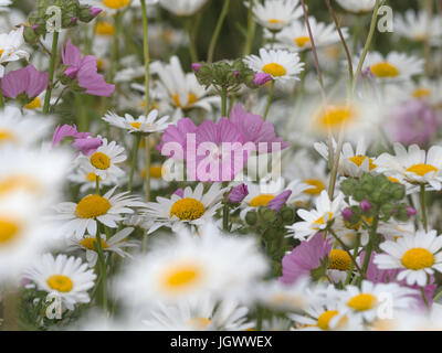 Blühende Moschus-Malve Malva Moschata und Ochsen-Auge daises Stockfoto