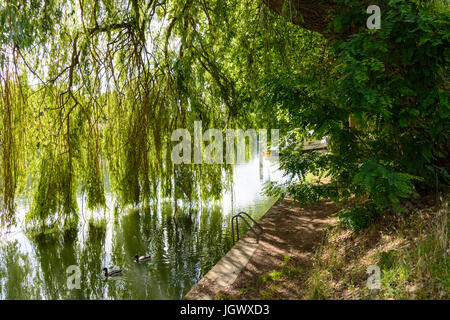 Eine Trauerweide Baum am Ufer eines Flusses und seine Zweige filtern das Licht und fallen wie ein Vorhang bis das Wasser berühren. Stockfoto