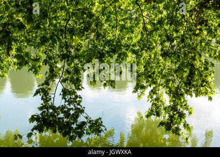 Das Laub der ein Ahornbaum filtern das Sonnenlicht und Reflexion im Wasser eines Flusses. Stockfoto